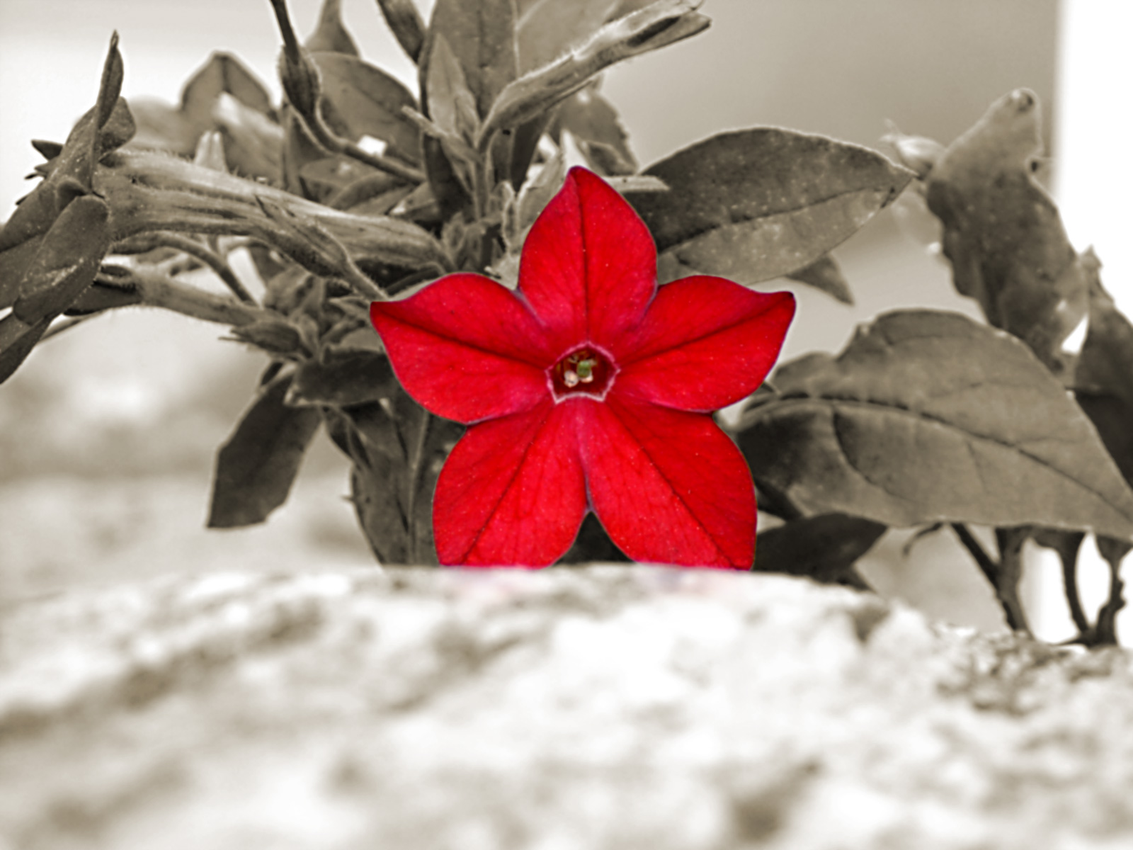 flor roja.jpg
